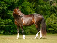 فرس, American paint horse — الصورة 3