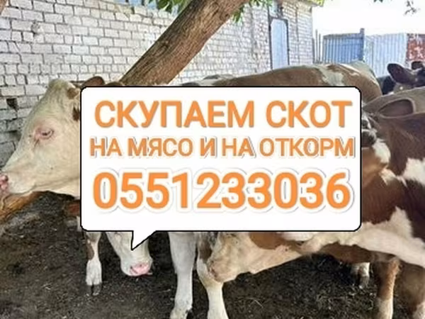 Cattle