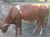 Bull, Cattle — photo 3