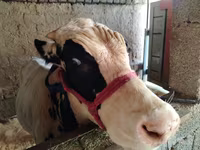 Bull, Russian Black pied cattle — photo 3
