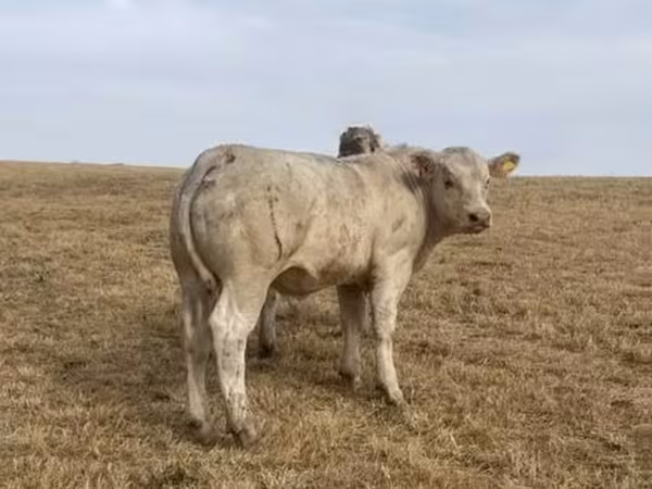 Bull, Charolais cattle