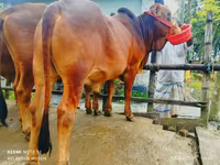 公牛, Cattle — 照片 2