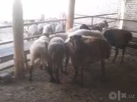 Baran, Arabi sheep — zdjęcie 4