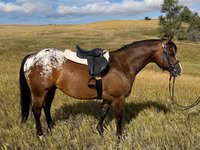 Caballo, Horses of Sable Island — foto 4