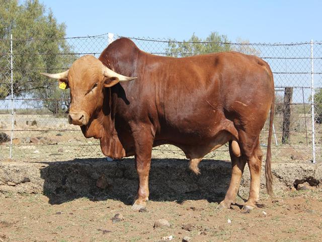 آفریکانر