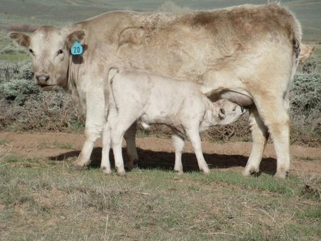 Bison