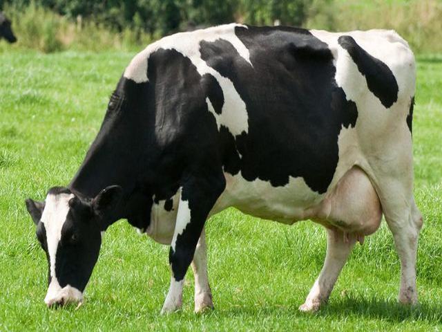 Razza Holstein