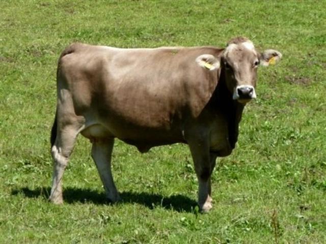 Kostroma cow
