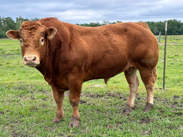 Mucca limousine