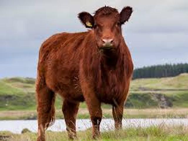 Mucca Luing