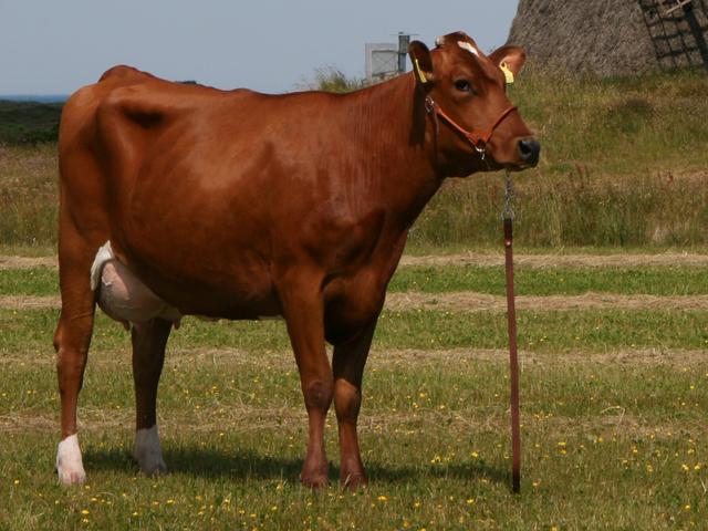 Mucca rossa danese