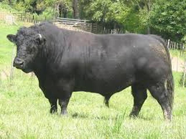 Mucca nera gallese