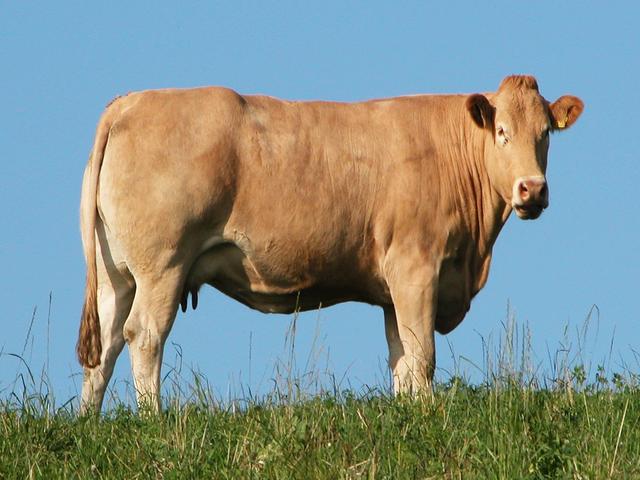 Yorkshire cow