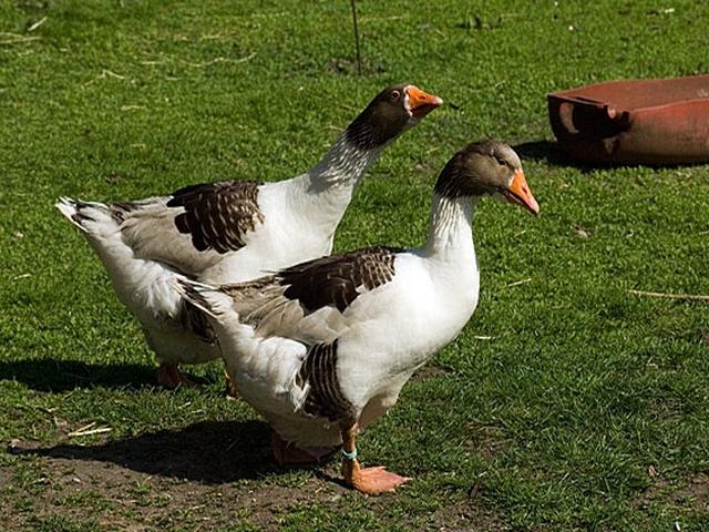 Graue und graugescheckte dänische Gans