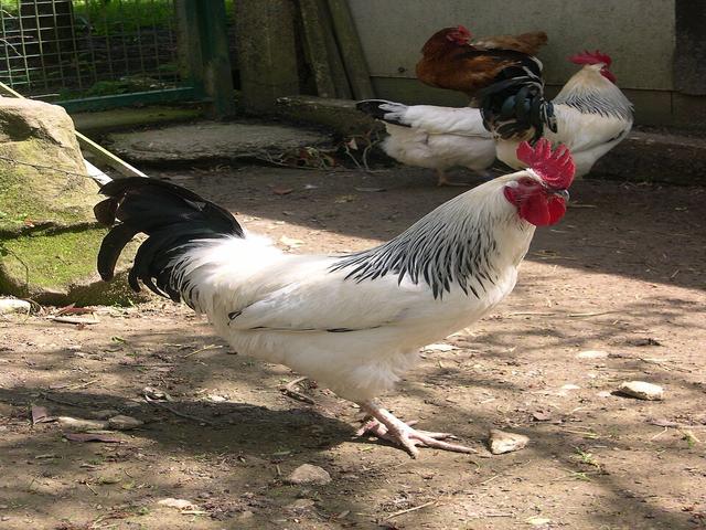 Burbonez