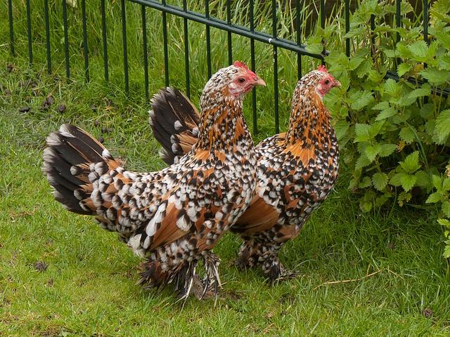 Čizmičasti Bantam