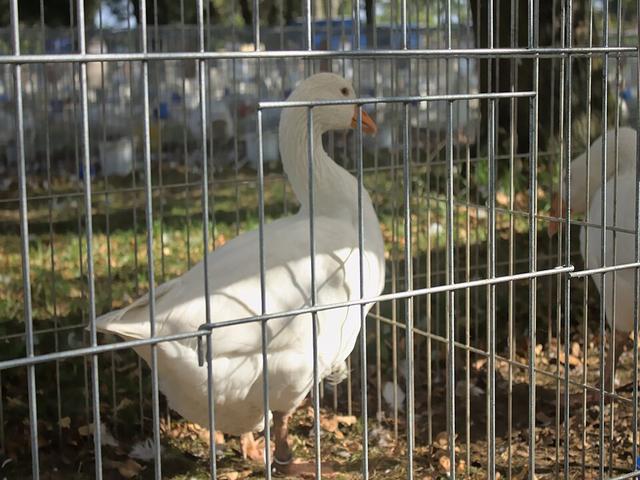 Slowakisches Weiß