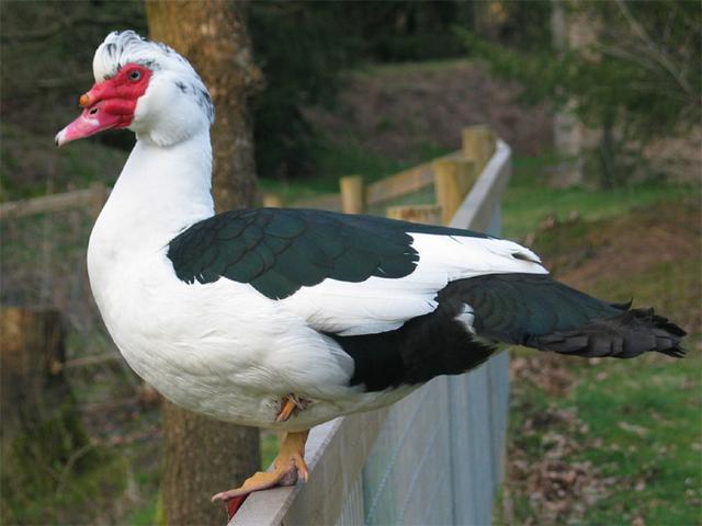 Domestic Muscovy