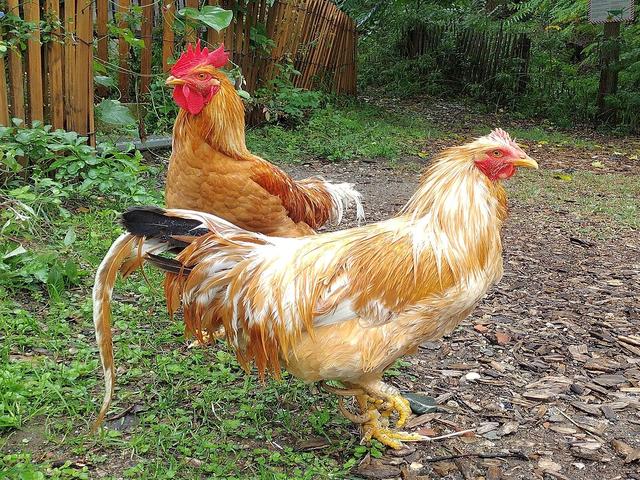 Bionda Pijemontese