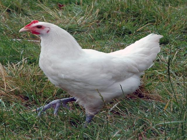 Bres Galoaz