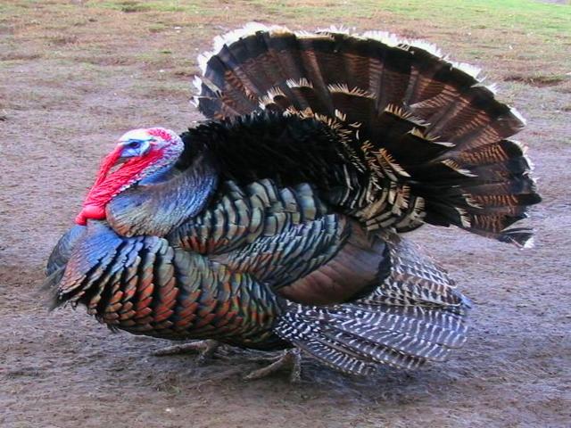 برونز