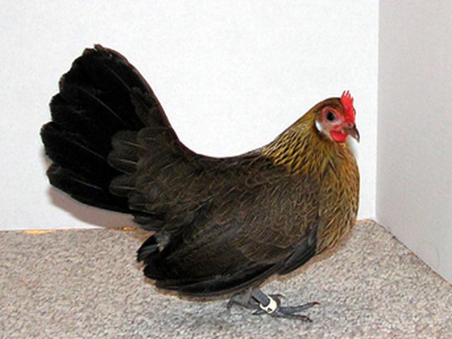 داتچ بانتام