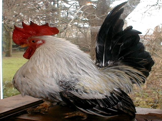 بنتام ژاپنی