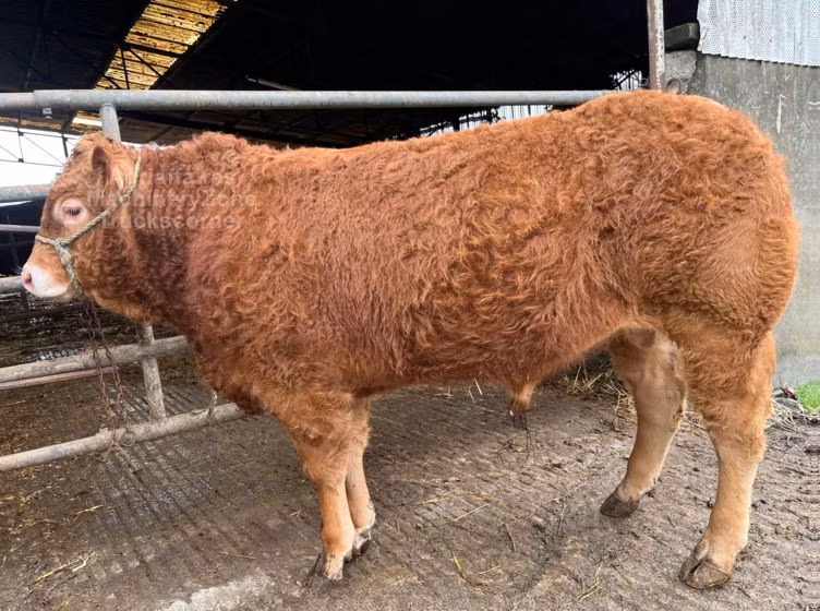 Limousin-ko.