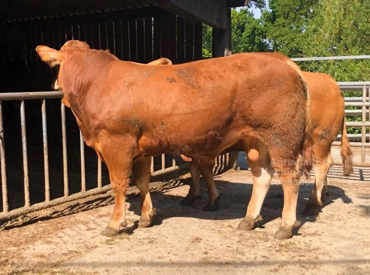 Limousin-ko.