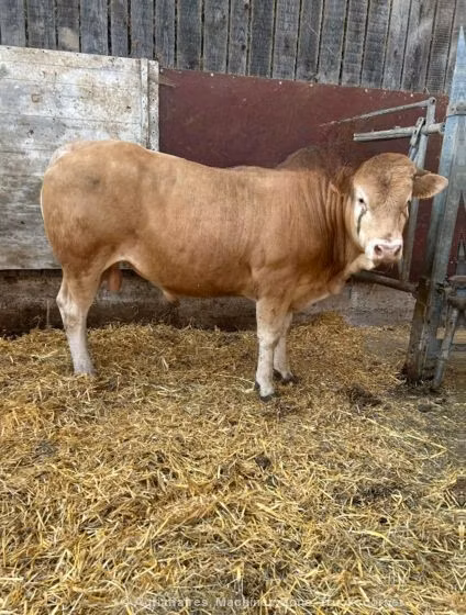 Blonde d’Aquitane cattle