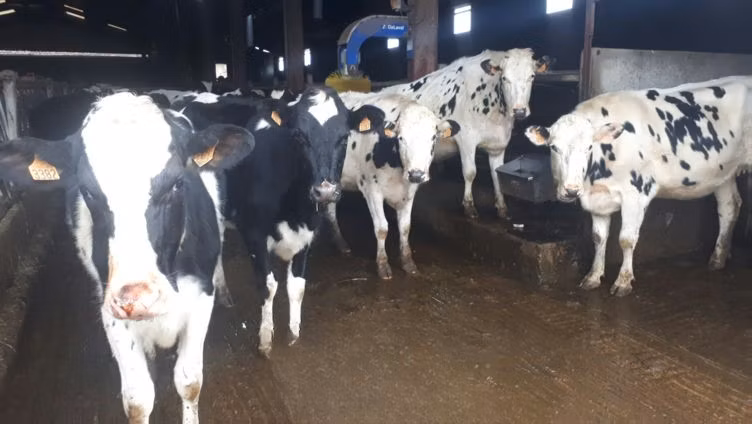 Holstein-race