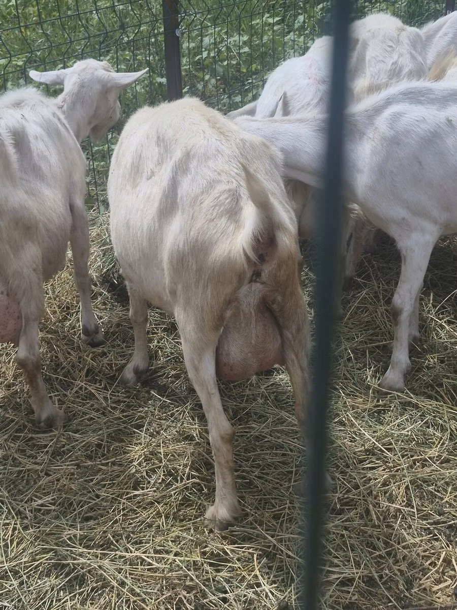 Saanen goat