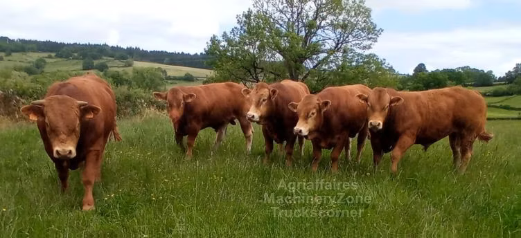 Limousin-ko.