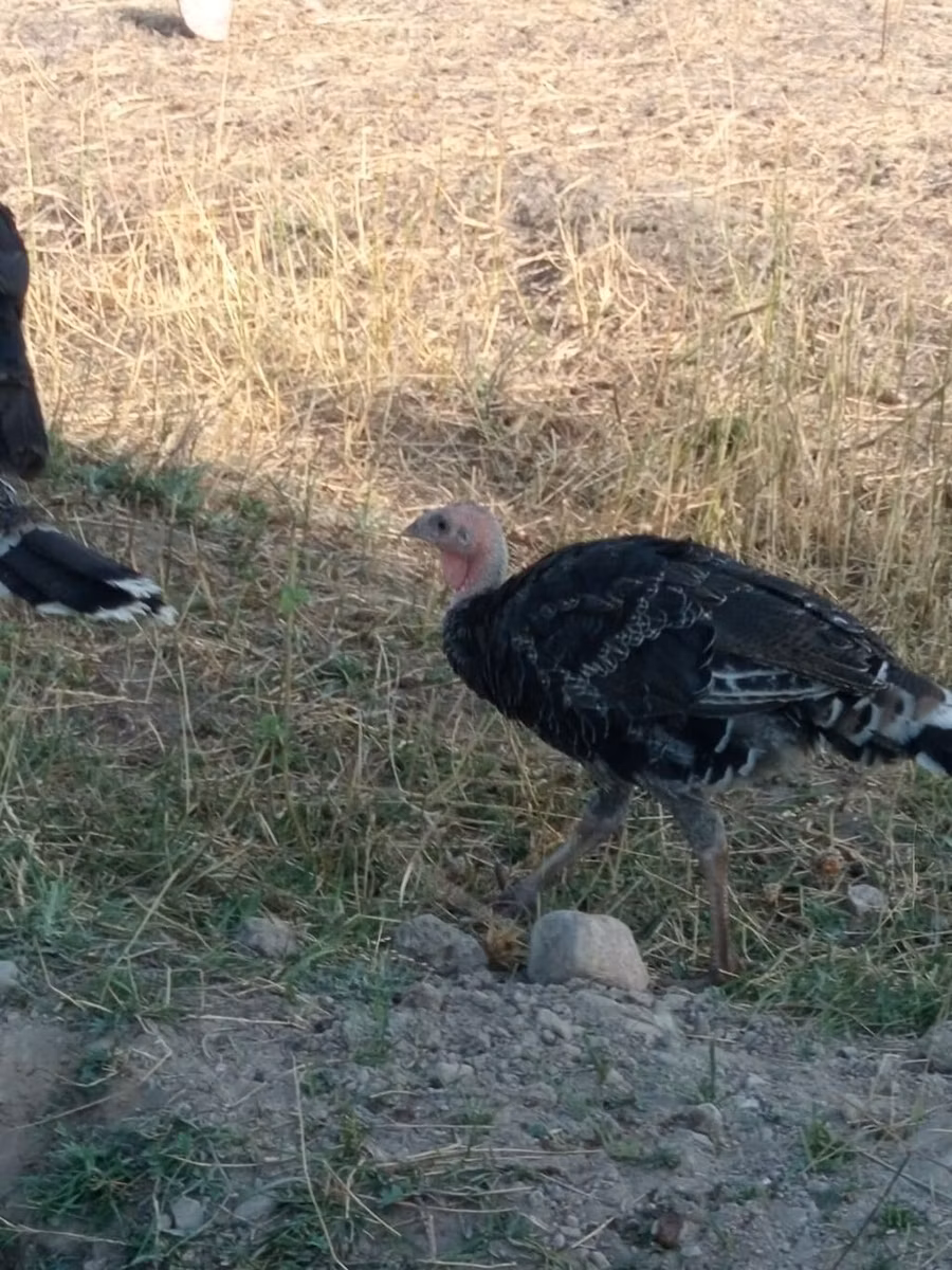 Norfolk Schwarz