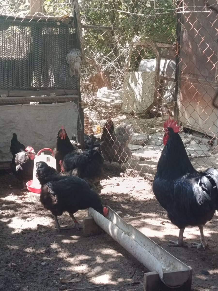 جرزی جاینت