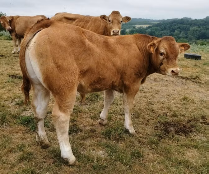 Limousin-ko.