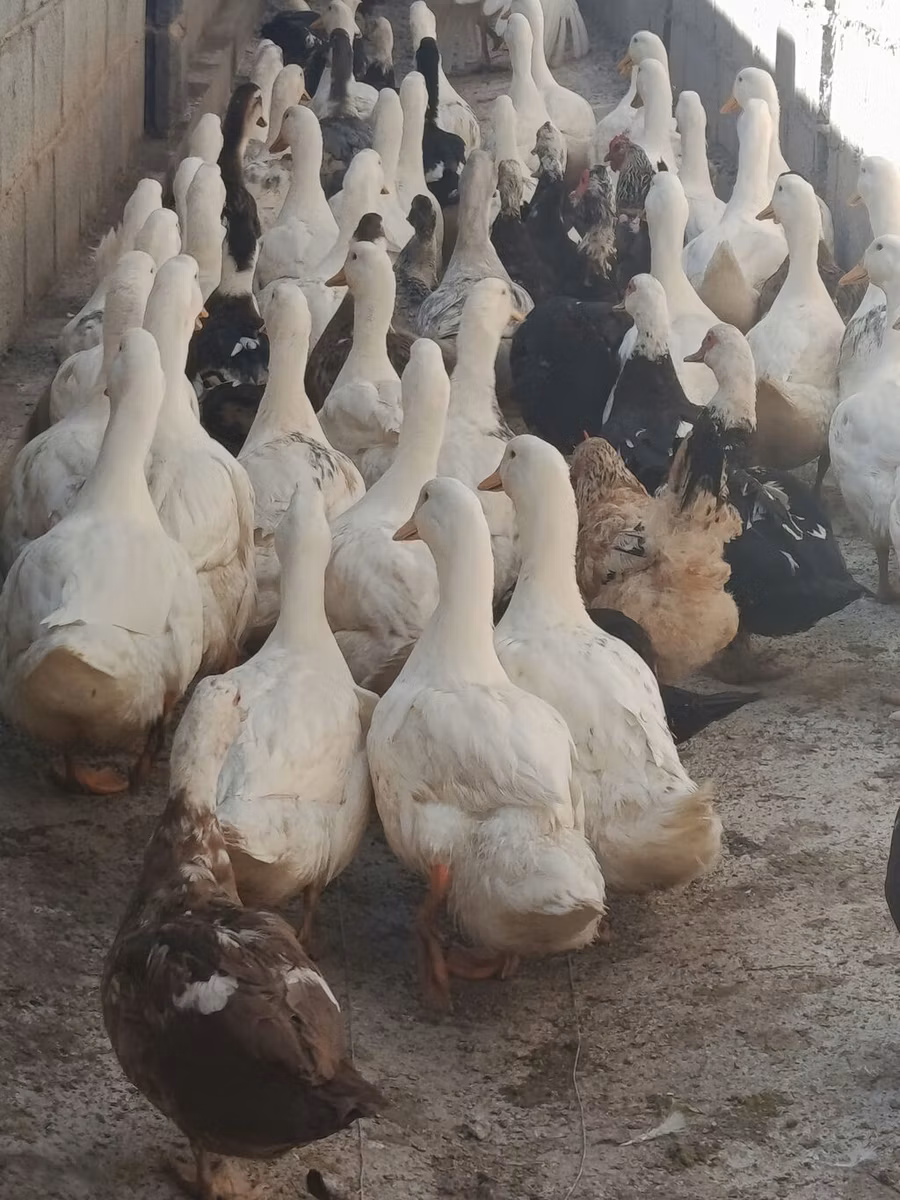 pato criollo doméstico