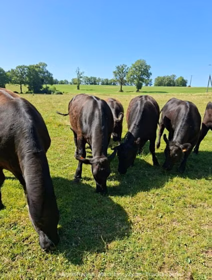 Aberdeen-Angus