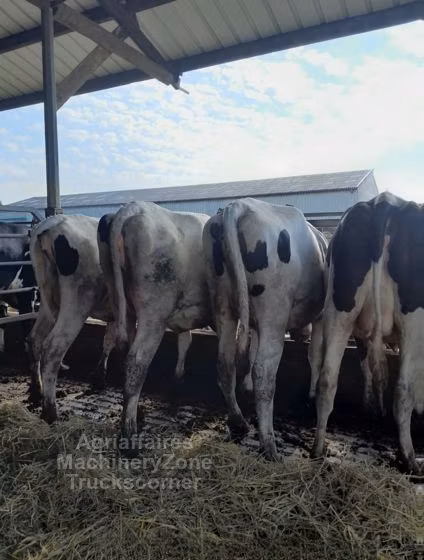 Holstein-race