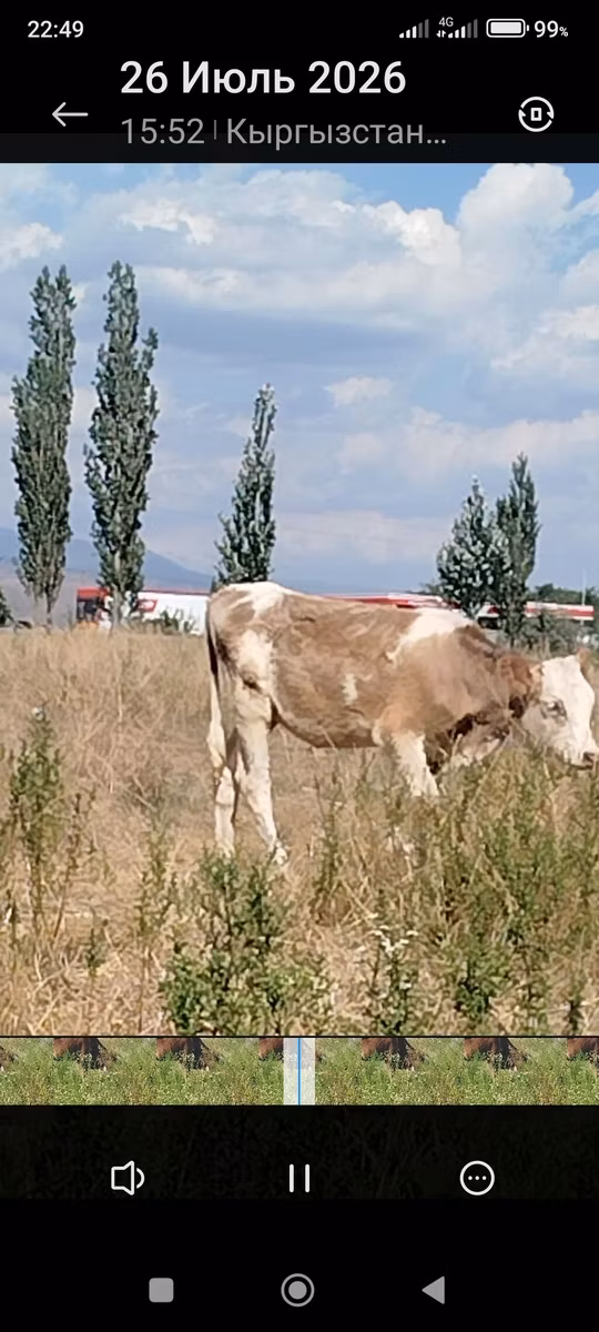 Red Estonian cattle