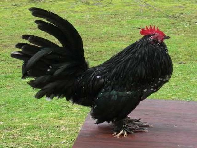 Belgijski Bantam