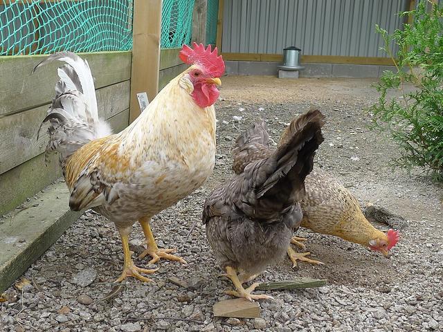 یارهونس