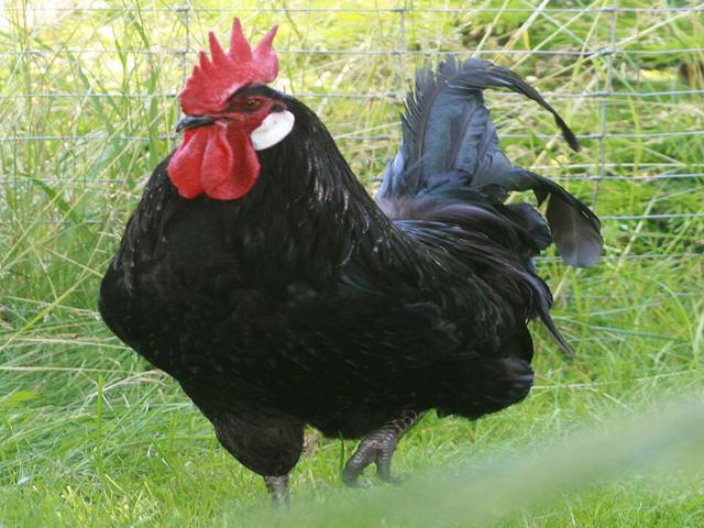 Bergiše Šloterkam